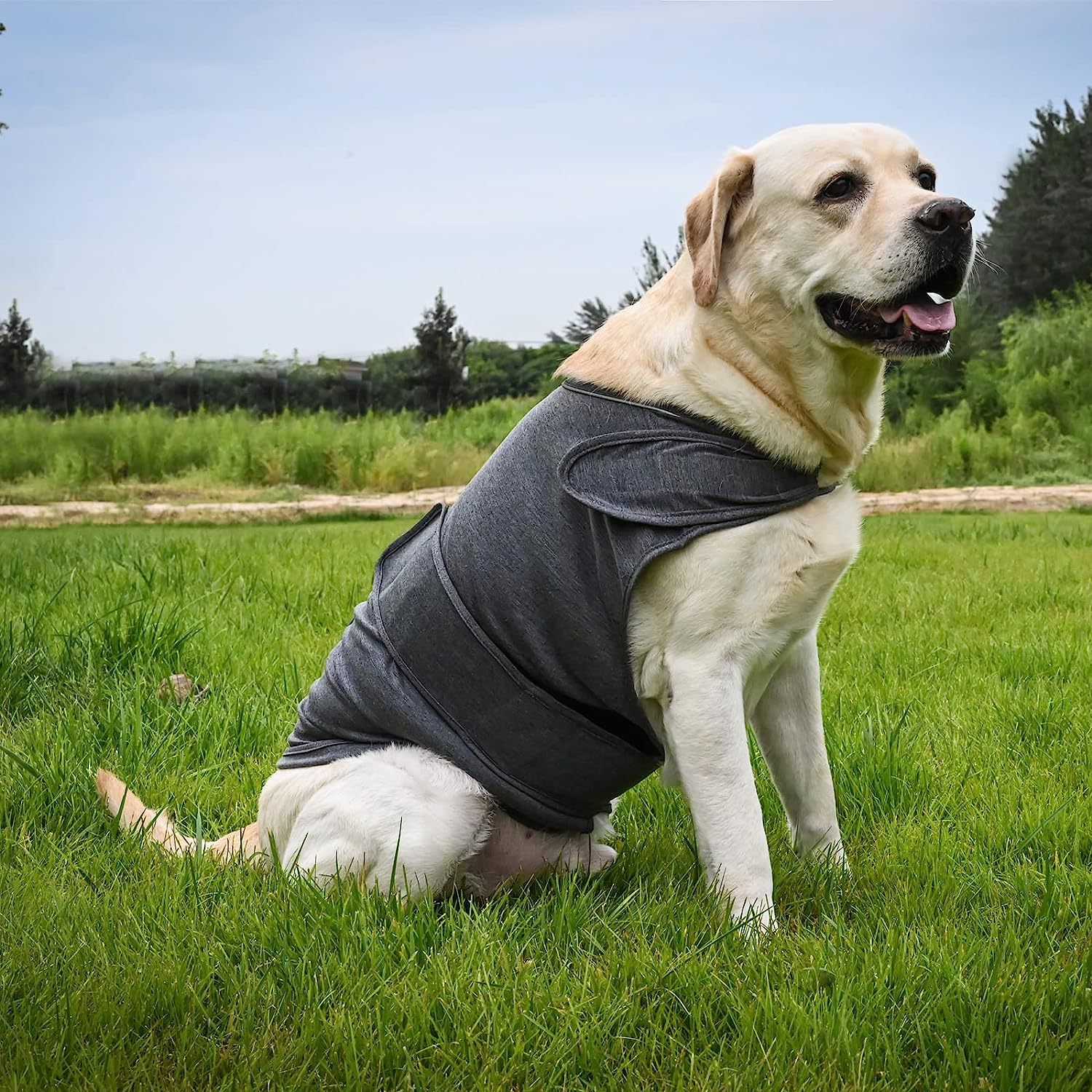 Calming Dog Anxiety Jacket for Stressful Moments and Peaceful Days – Noah's  Wonderful Pet World