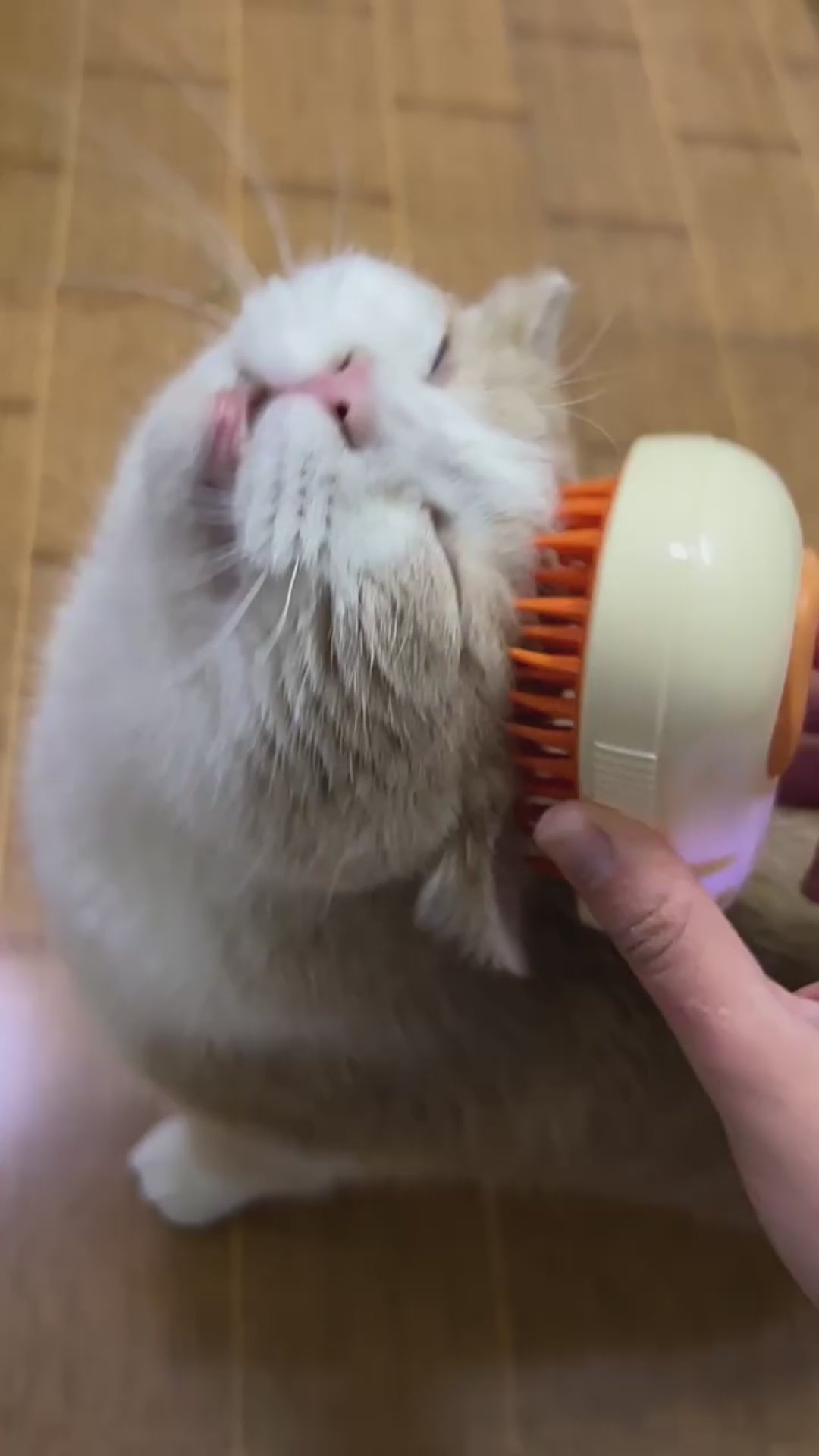 Avocado Steam Brush – Clean, Calm & Happy Pets